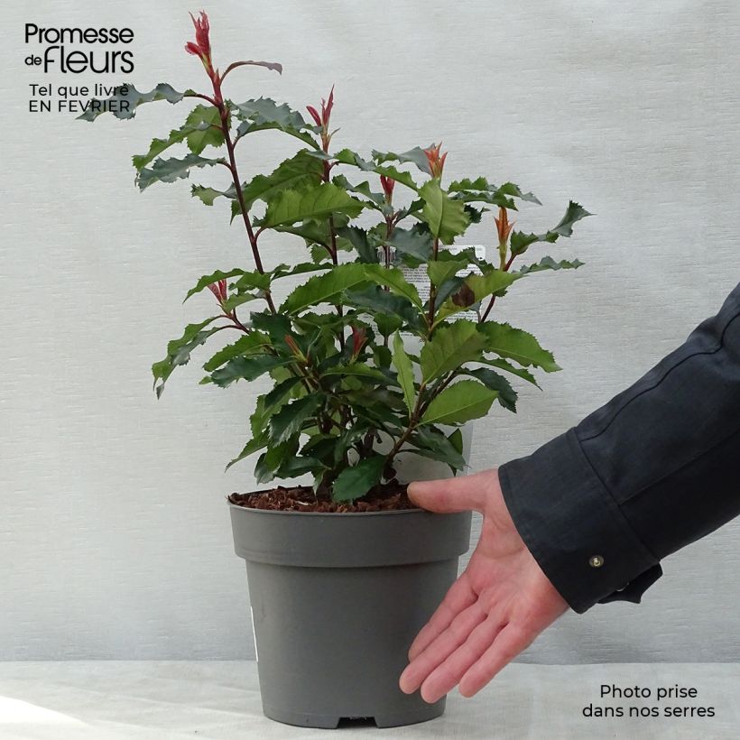 Spécimen de Photinia x fraseri Magical Volcano Pot de 2L/3L tel que livré en hiver