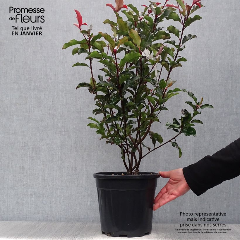 Spécimen de Photinia x fraseri Magical Volcano Pot de 7,5L/10L tel que livré en hiver