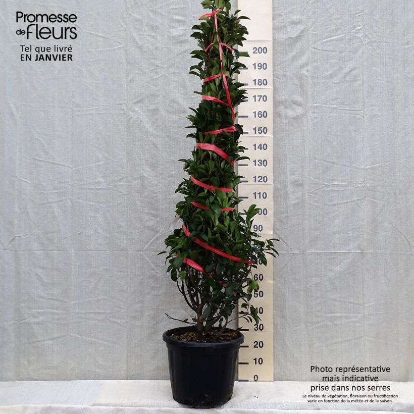 Spécimen de Photinia fraseri Red Robin Pot de 30L/35L tel que livré en hiver