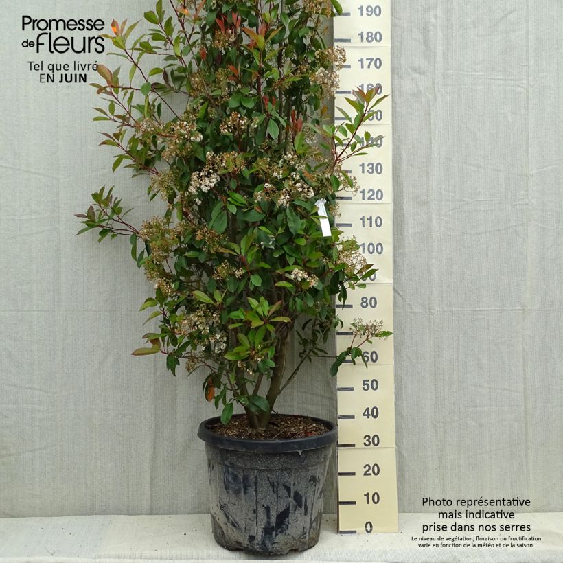 Spécimen de Photinia fraseri Red Robin Pot de 50L/55L tel que livré au printemps