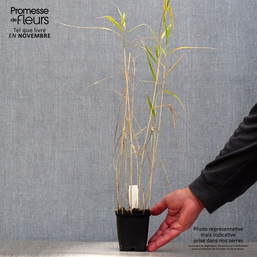Spécimen de Phragmites australis - Roseau commun Godet de 8/9 cm tel que livré en automne