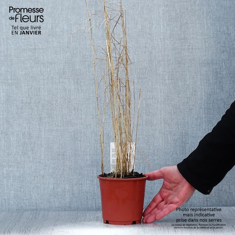 Spécimen de Phragmites australis - Roseau commun Pot de 1L/1,5L tel que livré en hiver