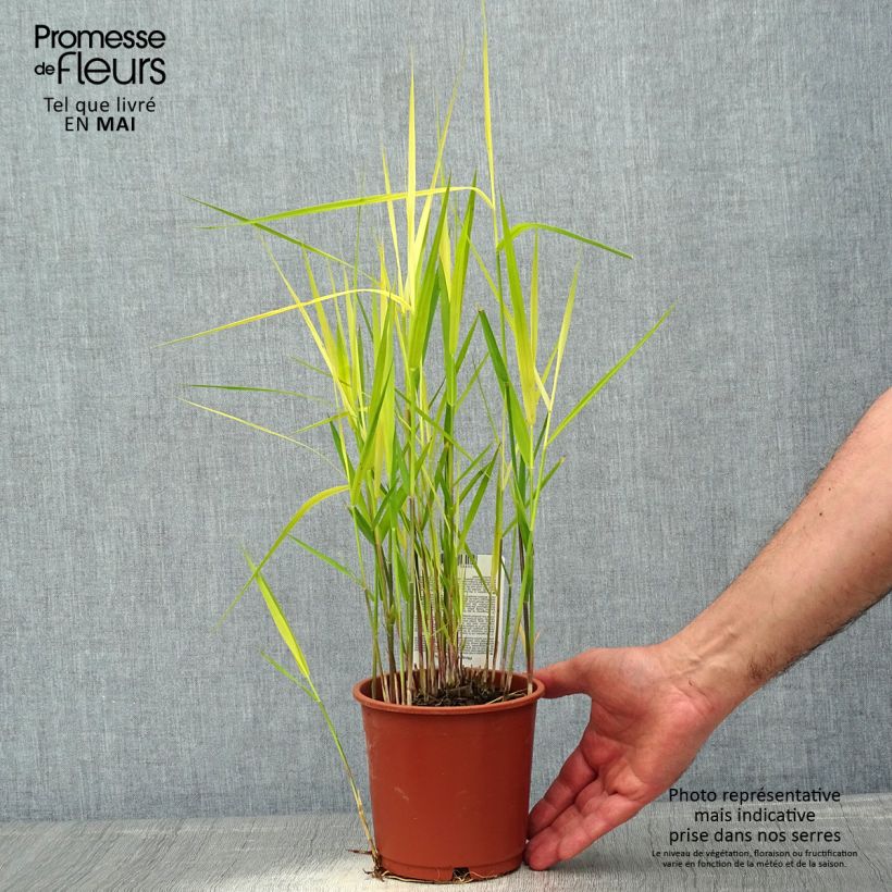 Spécimen de Phragmites australis - Roseau commun Pot de 1L/1,5L tel que livré au printemps