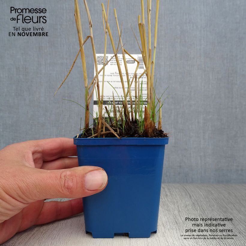 Spécimen de Phragmites australis Variegatus - Roseau panaché Godet de 8/9 cm tel que livré en automne