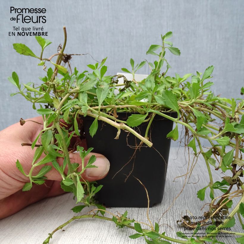 Spécimen de Phyla ou Lippia nodiflora - Verveine nodulaire Godet de 8/9 cm tel que livré en automne