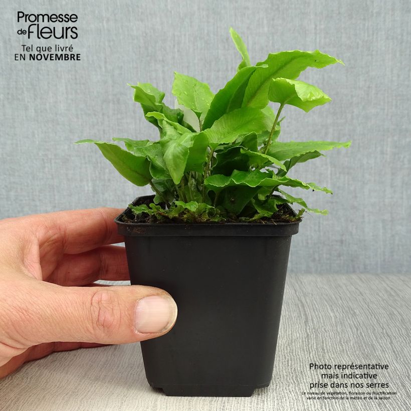 Spécimen de Phyllitis scolopendrium - Fougère Scolopendre Godet de 8/9 cm tel que livré en automne