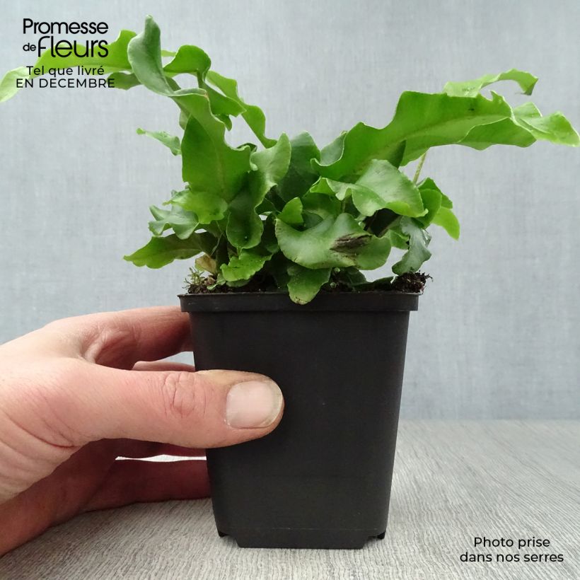 Spécimen de Phyllitis scolopendrium - Fougère Scolopendre Godet de 8/9 cm tel que livré en hiver