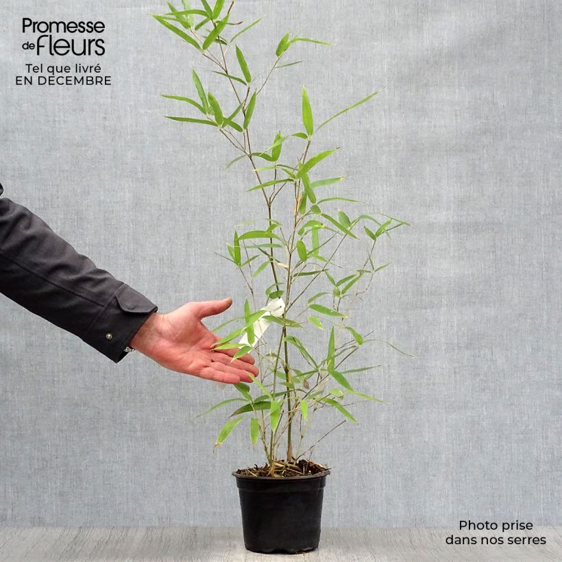 Spécimen de Phyllostachys atrovaginata Green Perfume - Bambou moyen Pot de 2L/3L tel que livré en hiver