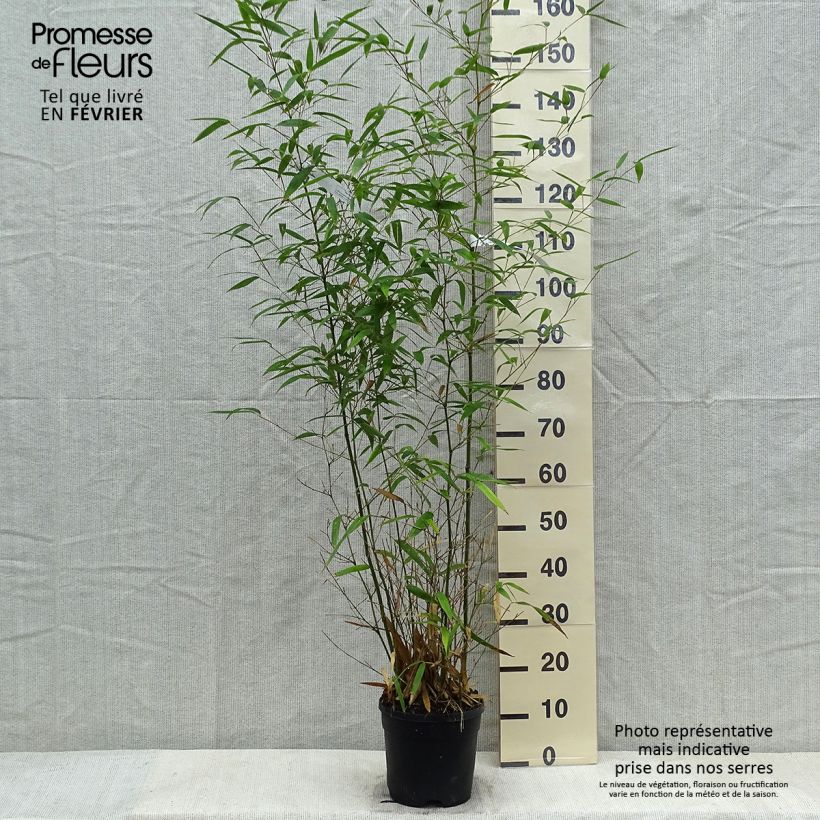 Spécimen de Phyllostachys atrovaginata Green Perfume - Bambou moyen Pot de 4L/5L tel que livré en hiver