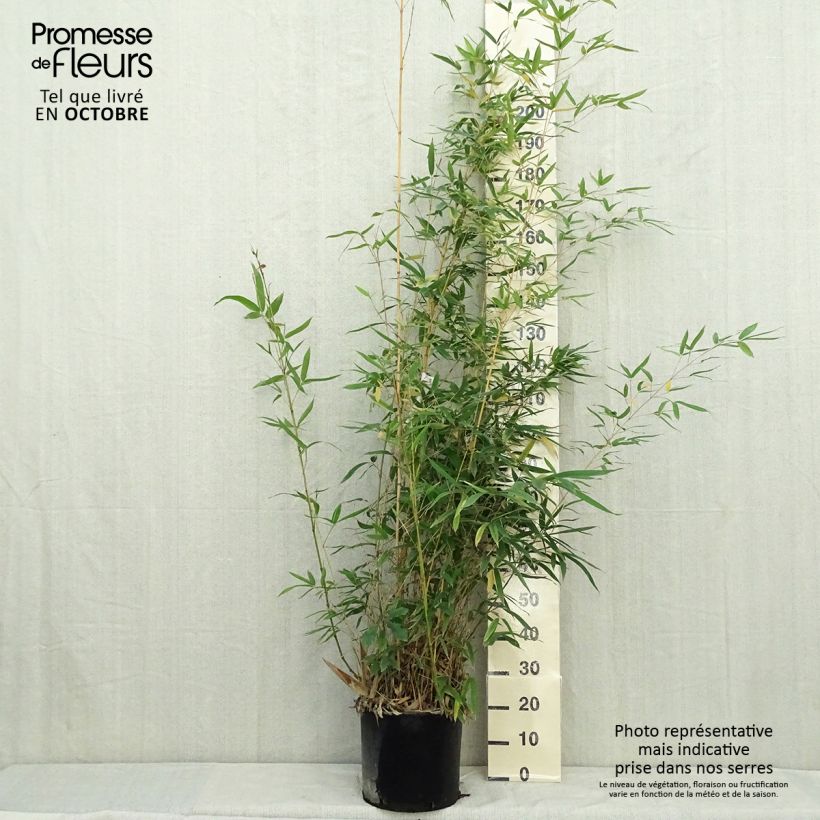 Spécimen de Phyllostachys aurea Holochrysa - Bambou doré Pot de 12L/15L tel que livré en automne