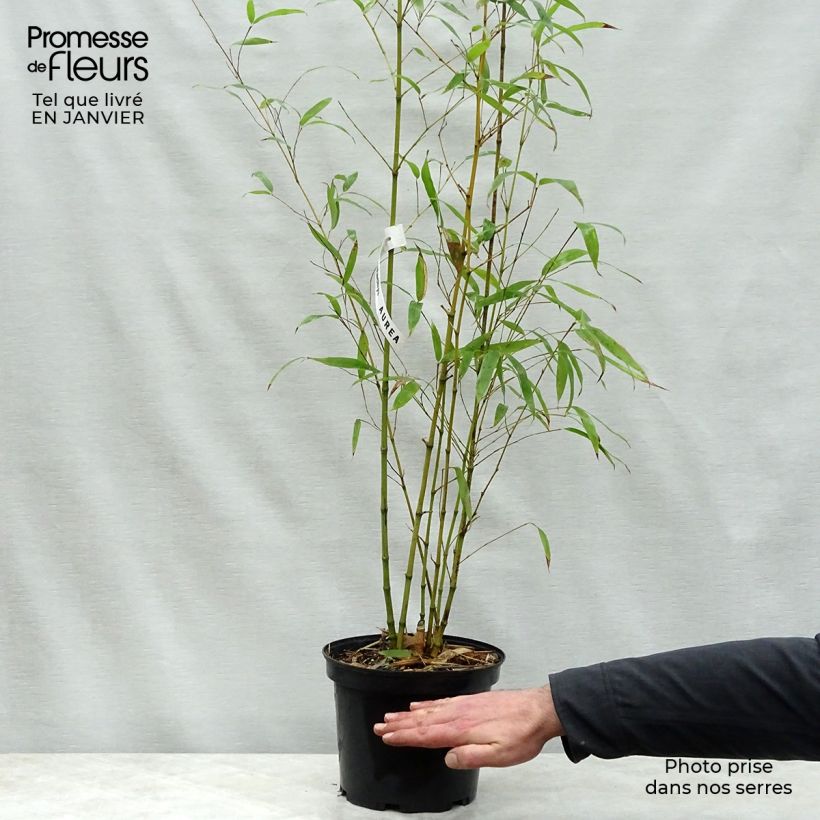 Spécimen de Bambou doré - Phyllostachys aurea Pot de 4L/5L tel que livré en hiver