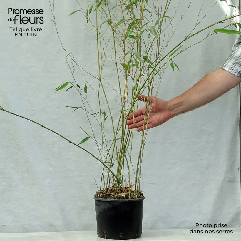 Spécimen de Phyllostachys aureosulcata Alata - Bambou moyen Pot de 4L/5L tel que livré en été