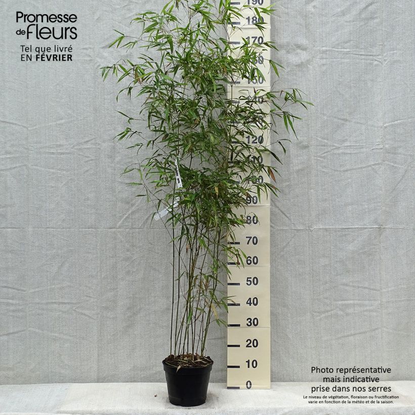 Spécimen de Phyllostachys aureosulcata Alata - Bambou moyen Pot de 4L/5L tel que livré en hiver