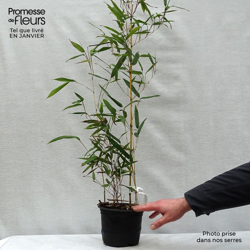 Spécimen de Bambou jaune - Phyllostachys aureosulcata Aureocaulis Pot de 2L/3L tel que livré en hiver