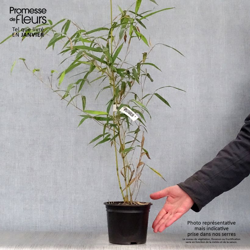 Spécimen de Phyllostachys aureosulcata Spectabilis - Bambou moyen Pot de 2L/3L tel que livré en hiver