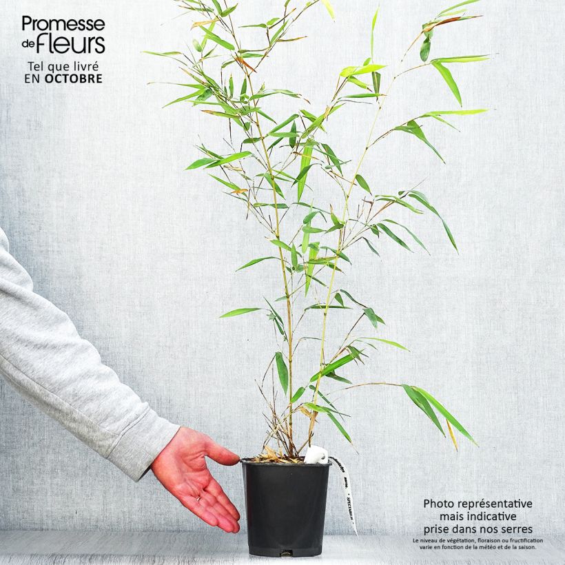 Spécimen de Phyllostachys aureosulcata Spectabilis - Bambou moyen Pot de 2L/3L tel que livré en automne