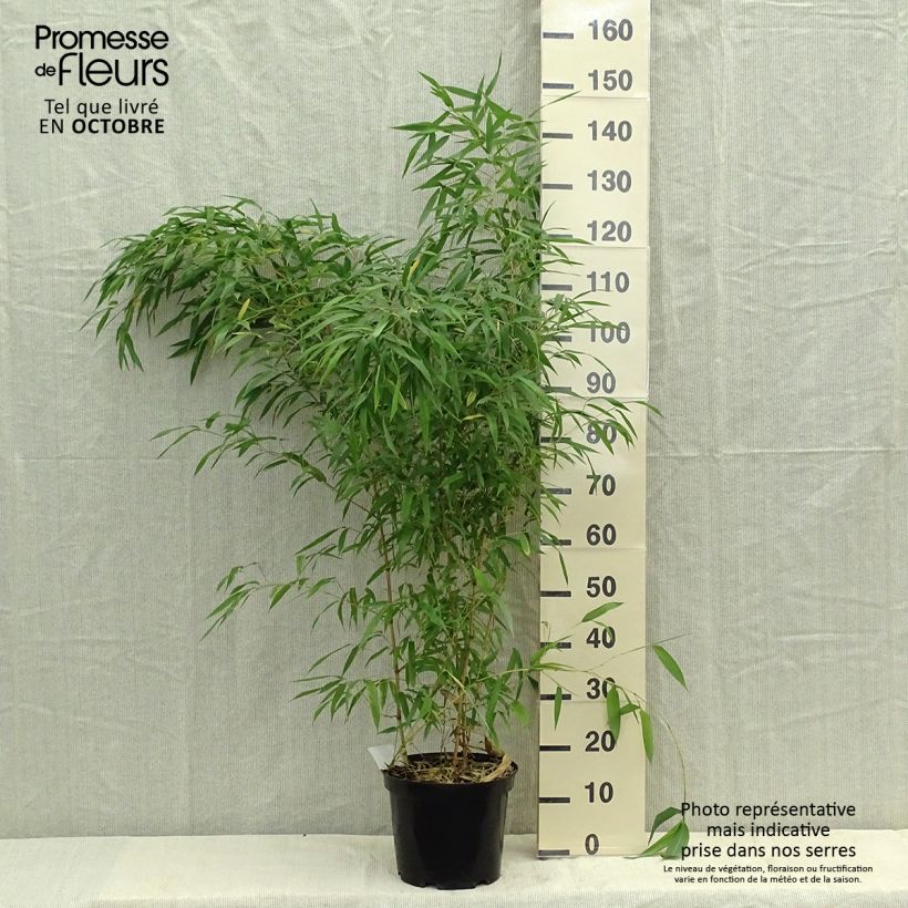 Spécimen de Phyllostachys aureosulcata Spectabilis - Bambou moyen Pot de 7,5L/10L tel que livré en automne