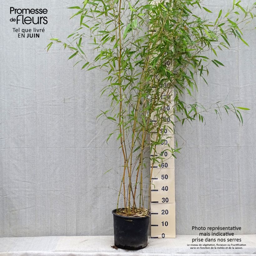 Spécimen de Phyllostachys aureosulcata Spectabilis - Bambou moyen Pot de 7,5L/10L tel que livré en été