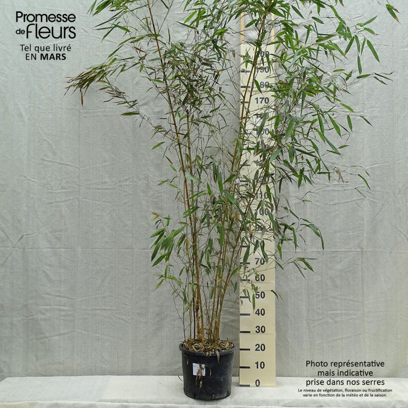 Spécimen de Phyllostachys aureosulcata Spectabilis - Bambou moyen Pot de 7,5L/10L tel que livré au printemps
