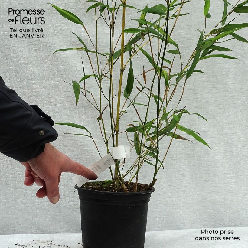 Spécimen de Bambou - Phyllostachys bissetii  Pot de 2L/3L tel que livré en hiver