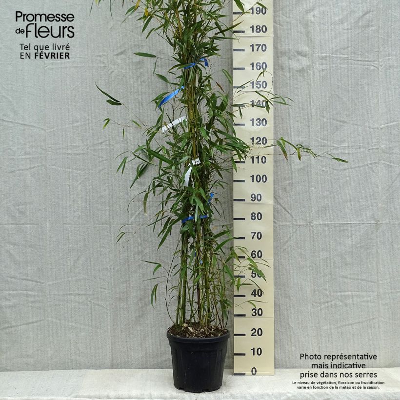 Spécimen de Phyllostachys flexuosa - Bambou moyen Pot de 12L/15L tel que livré en hiver