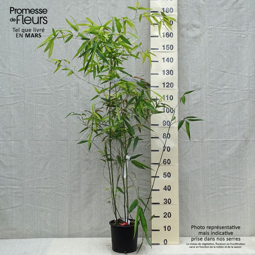 Spécimen de Phyllostachys glauca - Bambou moyen Pot de 4L/5L tel que livré au printemps