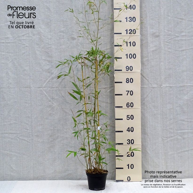 Spécimen de Phyllostachys humilis - Bambou moyen Pot de 2L/3L tel que livré en automne