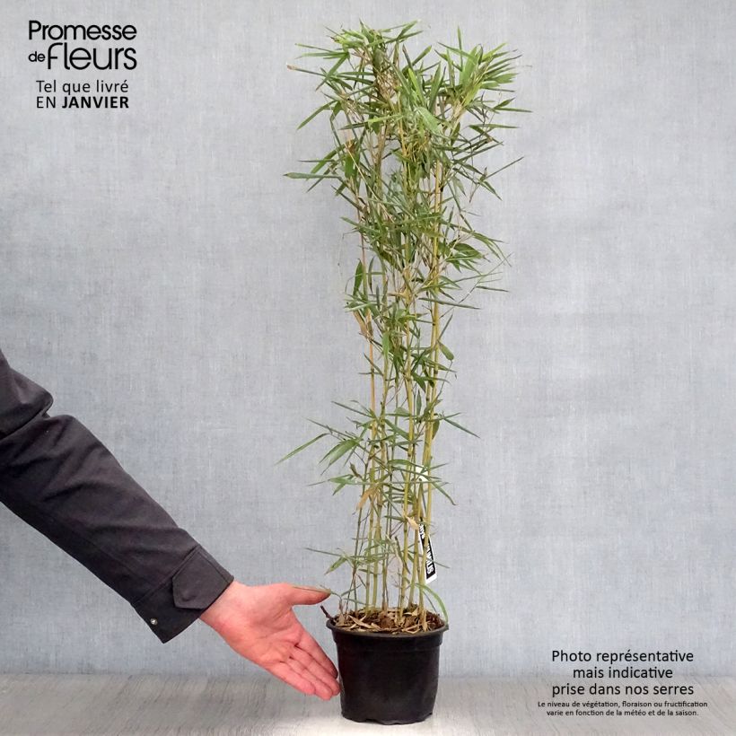 Spécimen de Phyllostachys humilis - Bambou moyen Pot de 2L/3L tel que livré en hiver