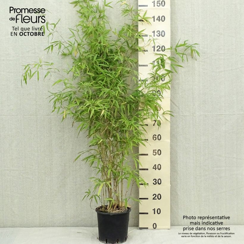 Spécimen de Phyllostachys humilis - Bambou moyen Pot de 4L/5L tel que livré en automne