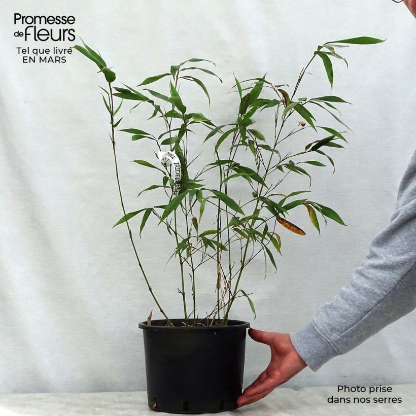 Spécimen de Phyllostachys iridescens - Bambou géant Pot de 4L/5L tel que livré au printemps