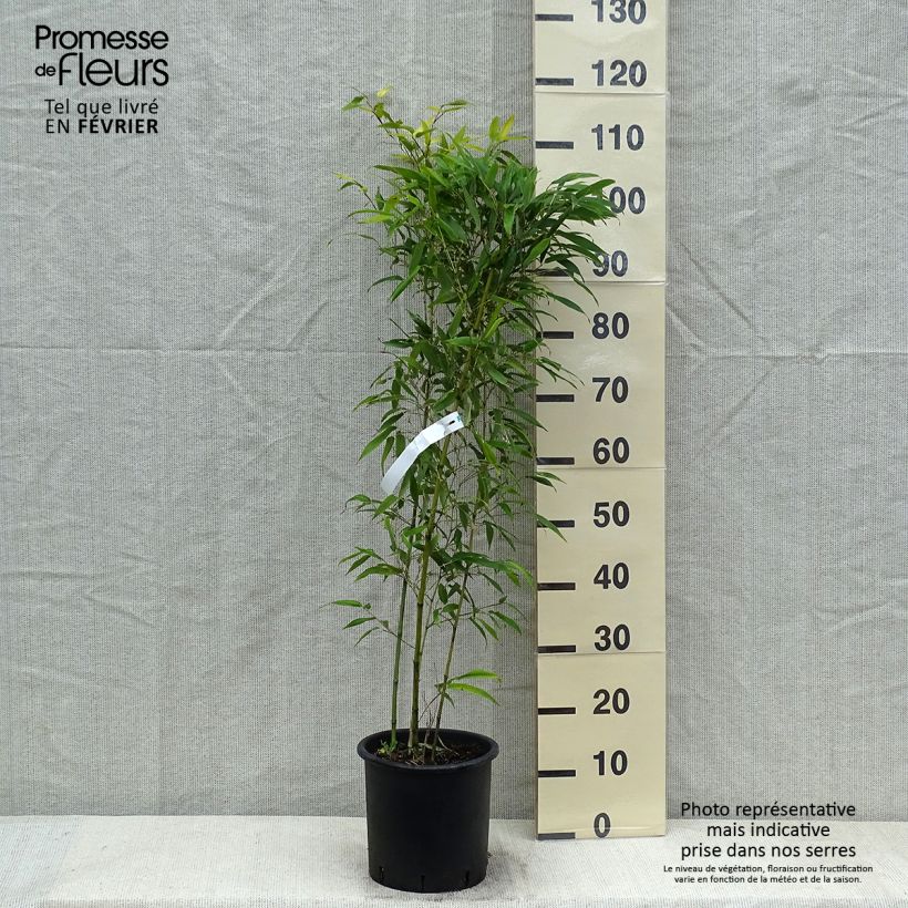 Spécimen de Phyllostachys nigra Boryana - Bambou géant Pot de 4L/5L tel que livré en hiver