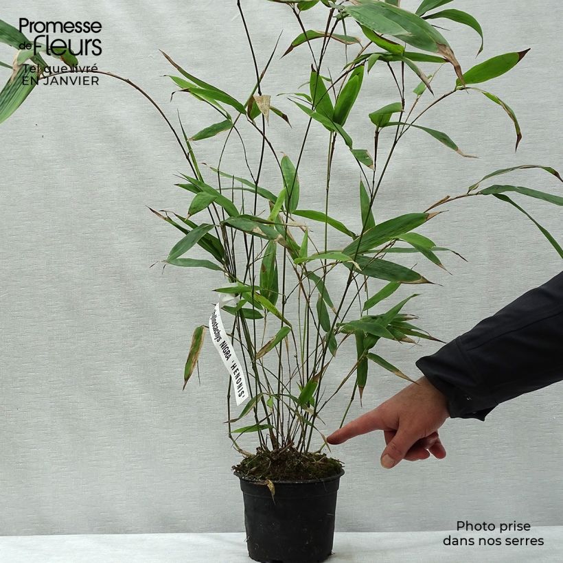 Spécimen de Phyllostachys nigra Henonis - Bambou géant Pot de 2L/3L tel que livré en hiver