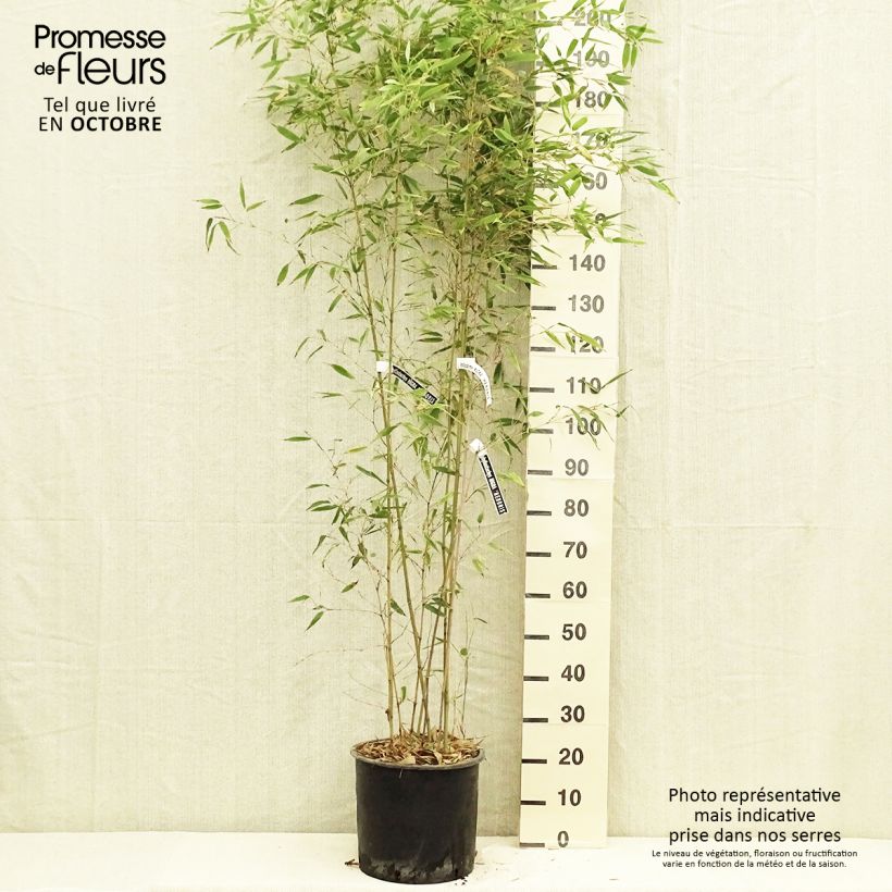 Spécimen de Phyllostachys nigra Henonis - Bambou géant Pot de 12L/15L tel que livré en automne