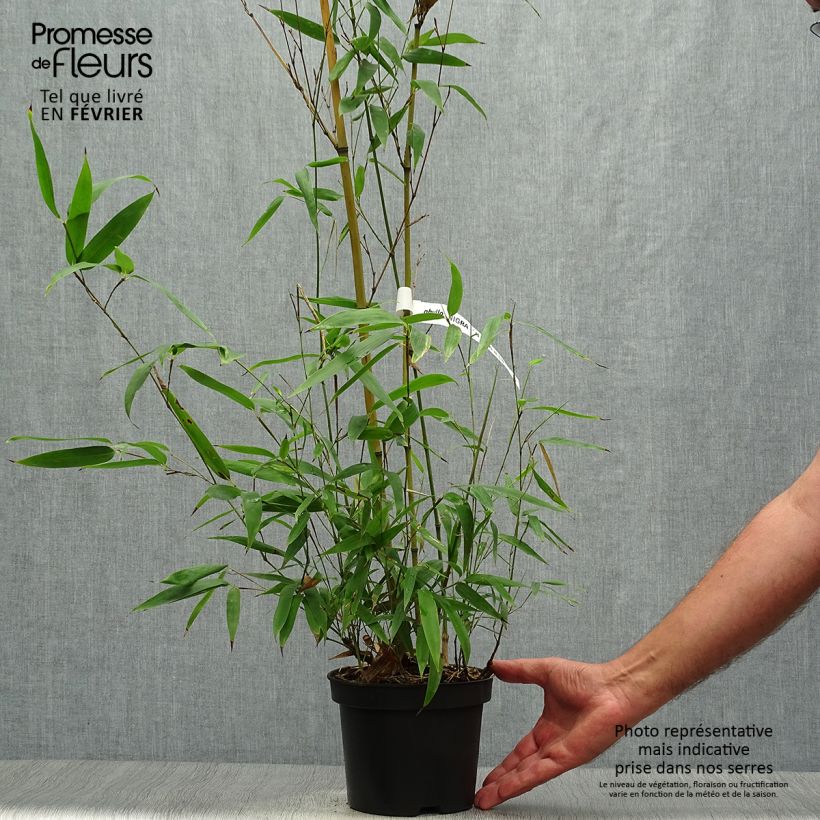 Spécimen de Phyllostachys nigra Henonis - Bambou géant Pot de 2L/3L tel que livré en automne