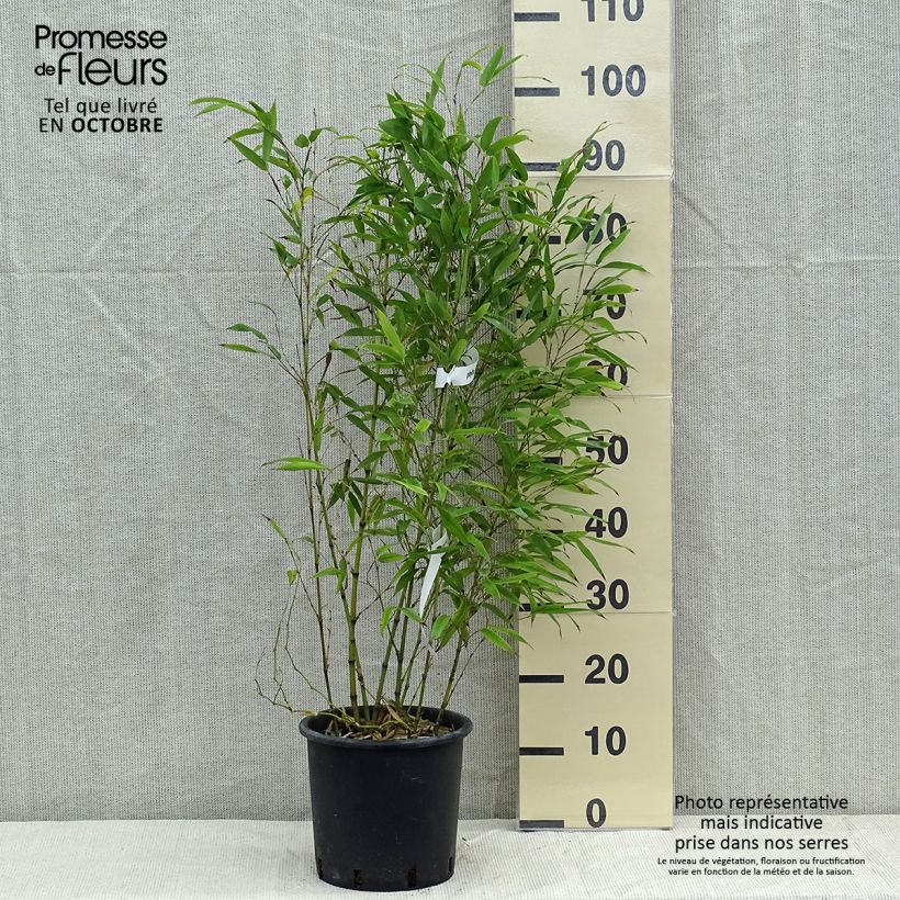 Spécimen de Phyllostachys nigra Henonis - Bambou géant Pot de 4L/5L tel que livré en automne