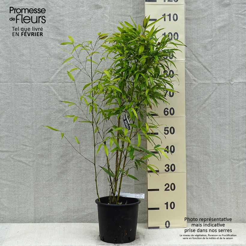 Spécimen de Phyllostachys nigra Henonis - Bambou géant Pot de 4L/5L tel que livré en hiver