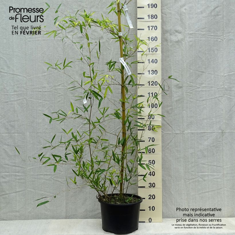 Spécimen de Phyllostachys parvifolia - Bambou géant Pot de 12L/15L tel que livré en hiver