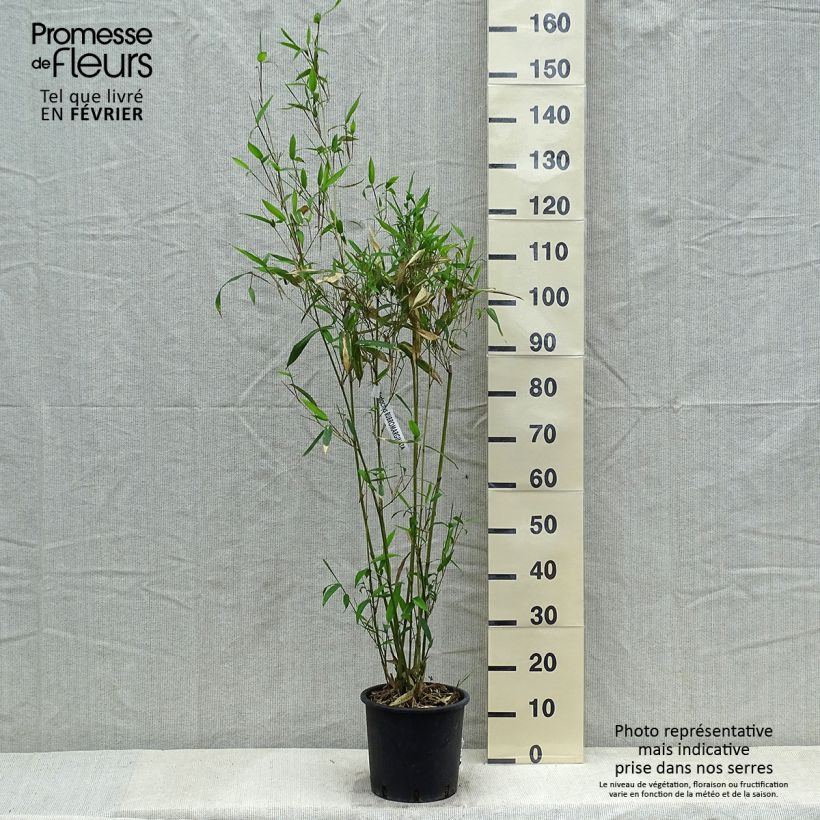 Spécimen de Phyllostachys rubromarginata - Bambou moyen Pot de 4L/5L tel que livré en hiver