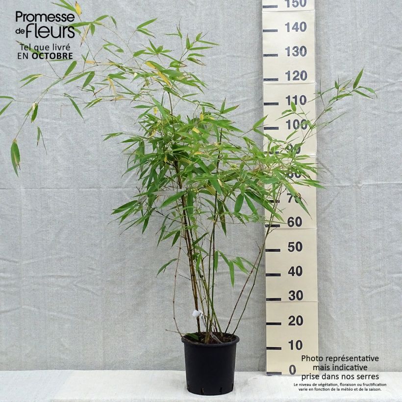 Spécimen de Phyllostachys viridiglaucescens - Bambou géant Pot de 4L/5L tel que livré en automne