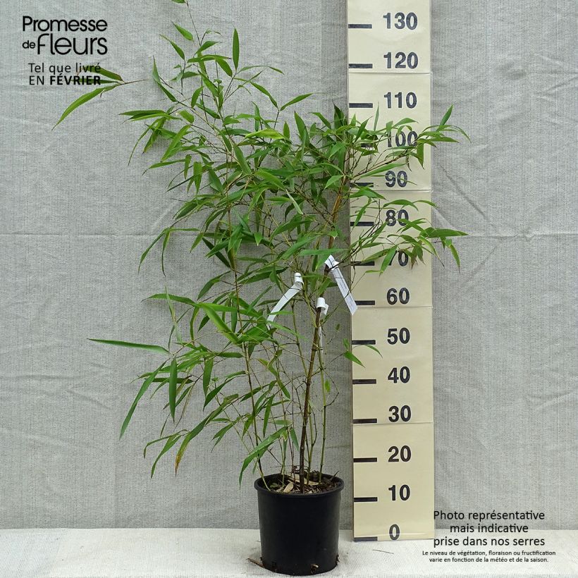 Spécimen de Phyllostachys viridiglaucescens - Bambou géant Pot de 4L/5L tel que livré en hiver