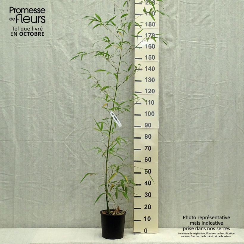 Spécimen de Phyllostachys vivax Aureocaulis - Bambou géant Pot de 4L/5L tel que livré en automne