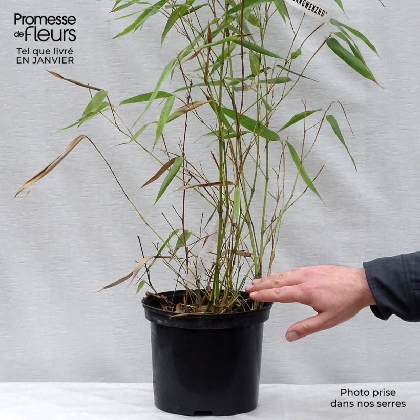Spécimen de Phyllostachys vivax Huangwenzhu - Bambou géant Pot de 4L/5L tel que livré en hiver
