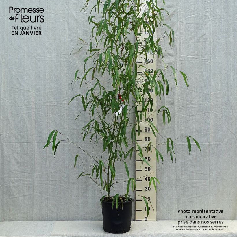 Spécimen de Phyllostachys vivax Huangwenzhu - Bambou géant Pot de 12L/15L tel que livré en hiver