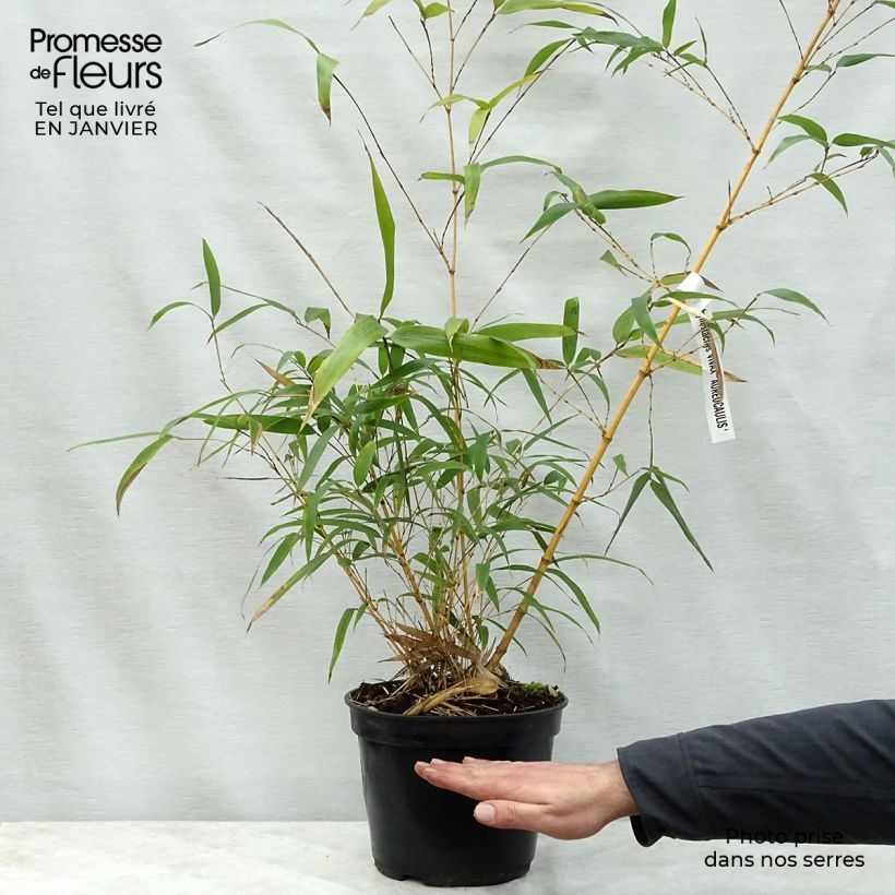 Spécimen de Phyllostachys vivax MacClure (type) - Bambou géant Pot de 12L/15L tel que livré en hiver