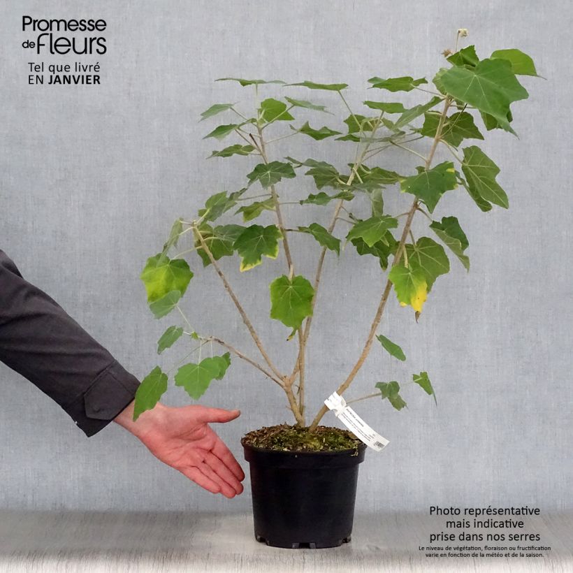 Spécimen de Phymosia umbellata  Pot de 4L/5L tel que livré en hiver