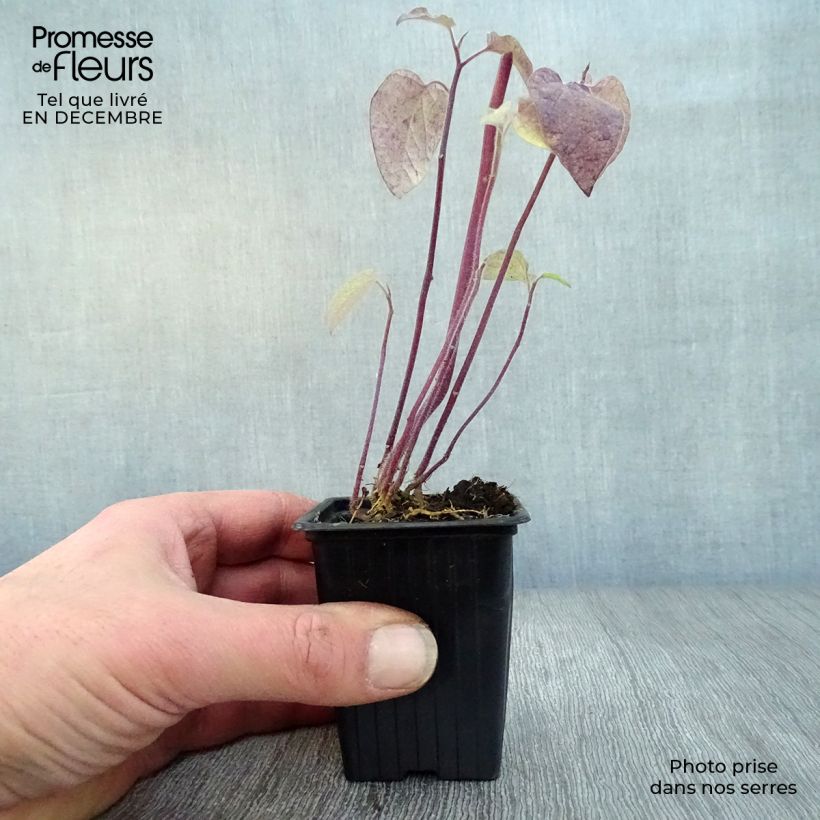 Spécimen de Physalis peruviana BIO en godet - Coqueret du Pérou Godet de 7/8 cm tel que livré en hiver