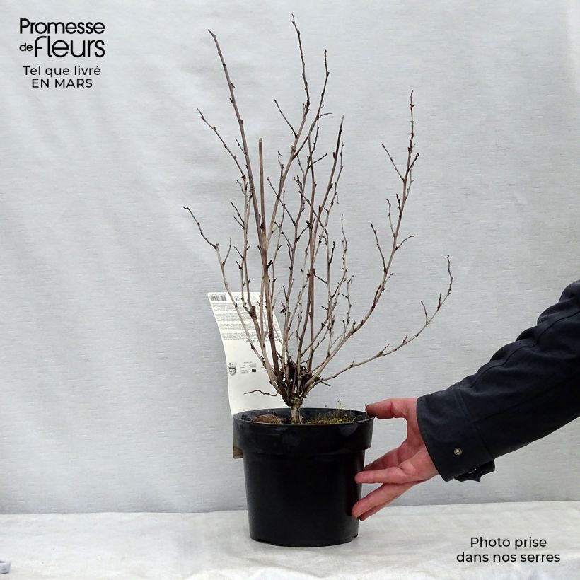 Spécimen de Physocarpe à feuilles d'Obier - Physocarpus opulifolius Rubella Pot de 2L/3L tel que livré au printemps