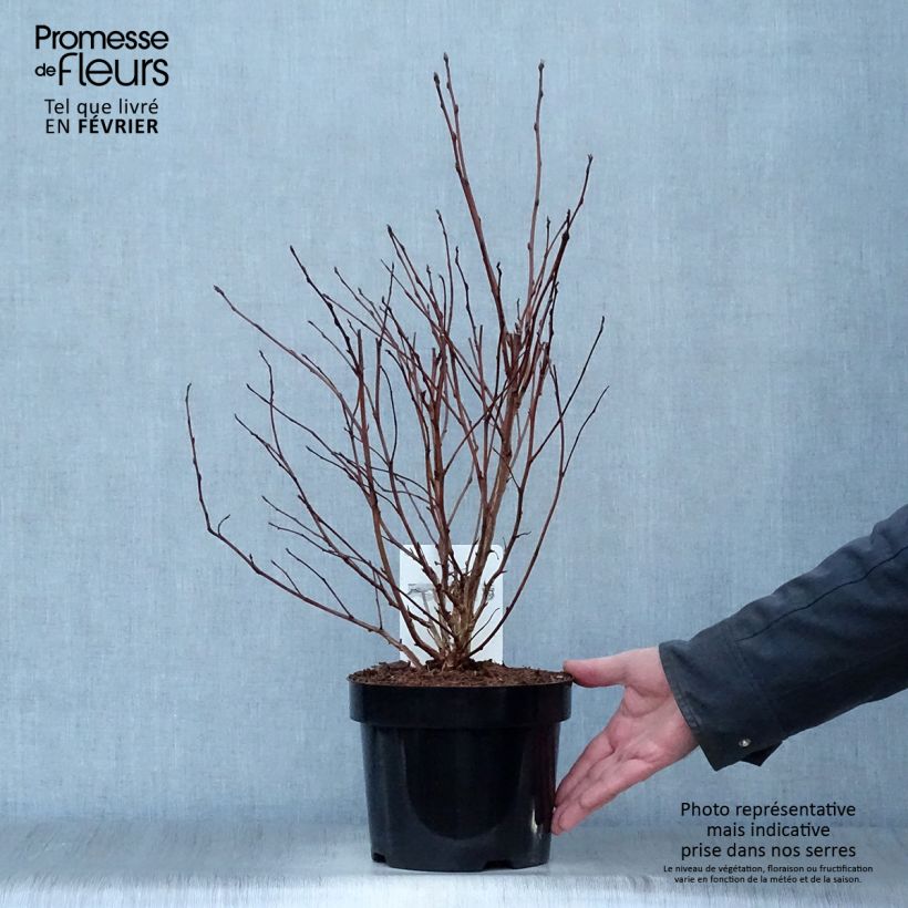 Spécimen de Physocarpus Dart s Gold - Physocarpe Pot de 3L/4L tel que livré en hiver