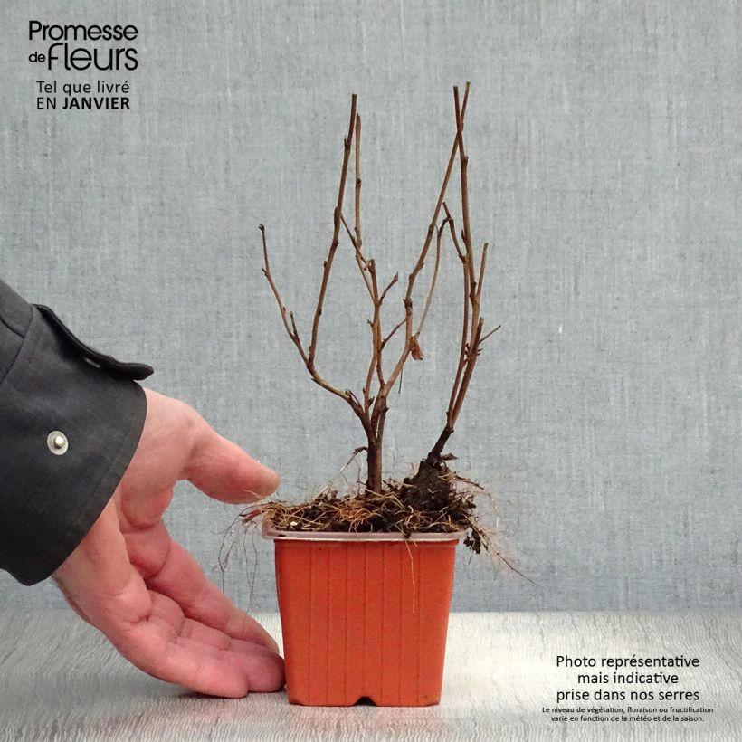 Spécimen de Physocarpus Dart s Gold - Physocarpe Godet de 8/9 cm tel que livré en hiver