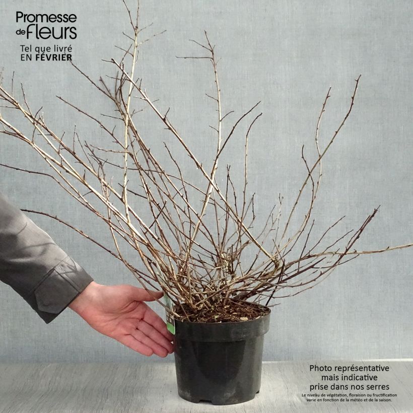 Spécimen de Physocarpus capitatus Tilden Park Pot de 3L/4L tel que livré en hiver